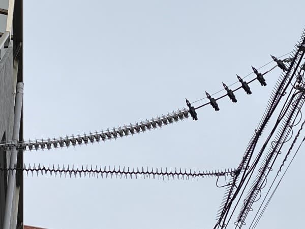 電柱・電線の鳥害対策とは？被害事例から有効な対策方法まで徹底解説