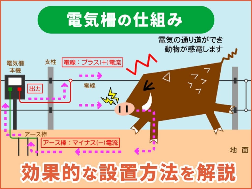 猪対策に有効な電撃柵とは?仕組み・設置方法・費用まで徹底解説【完全ガイ